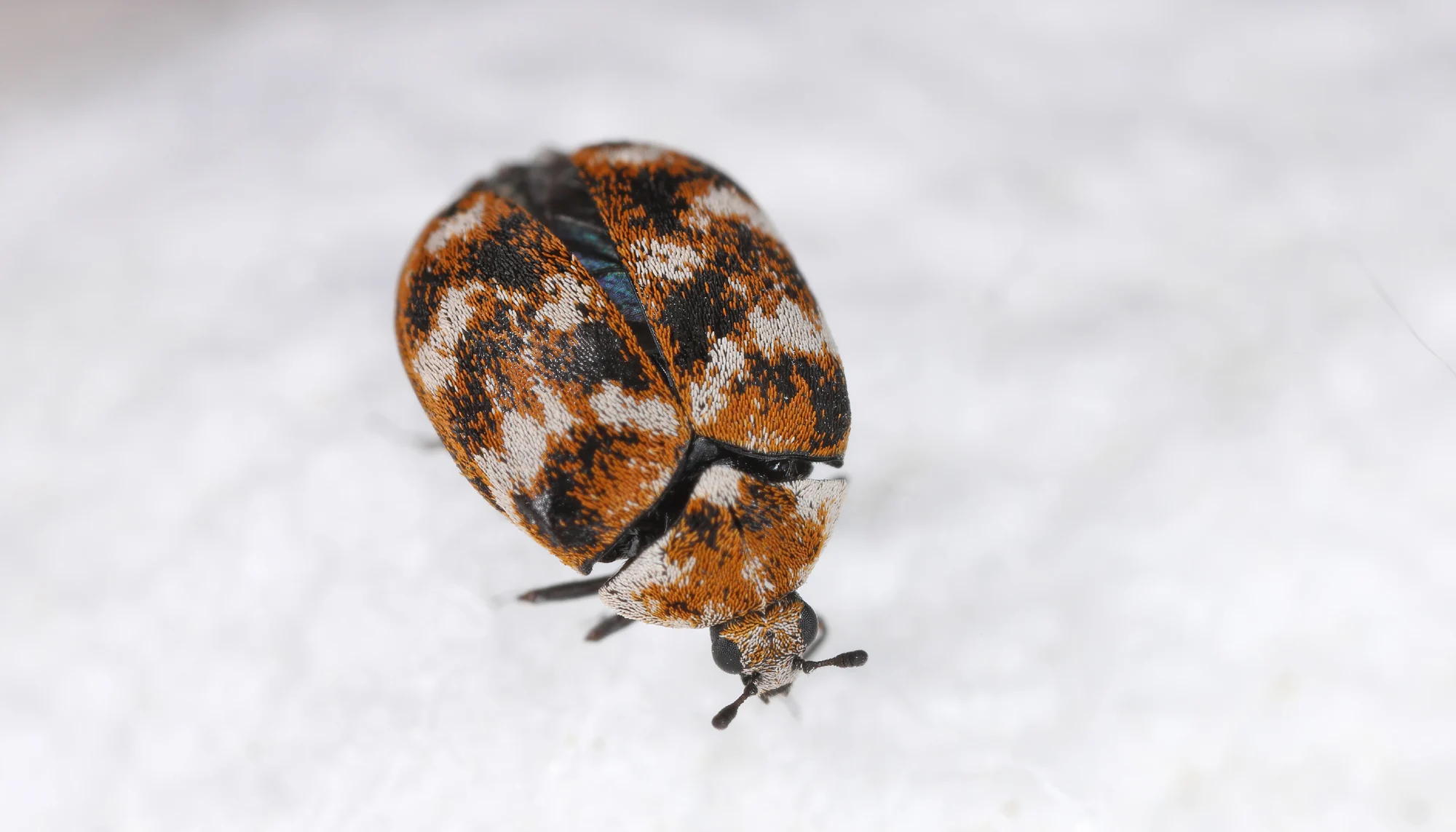 A varied carpet beetle