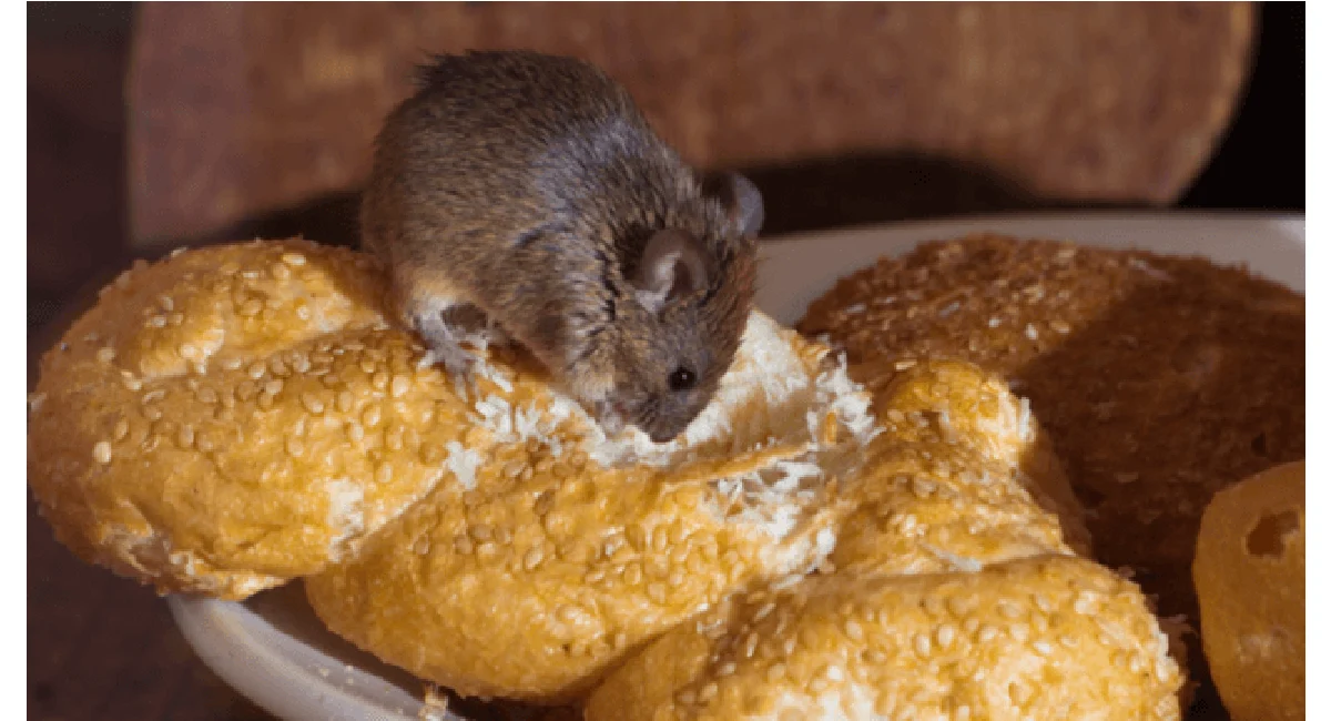 Rat eating bread out of a plate