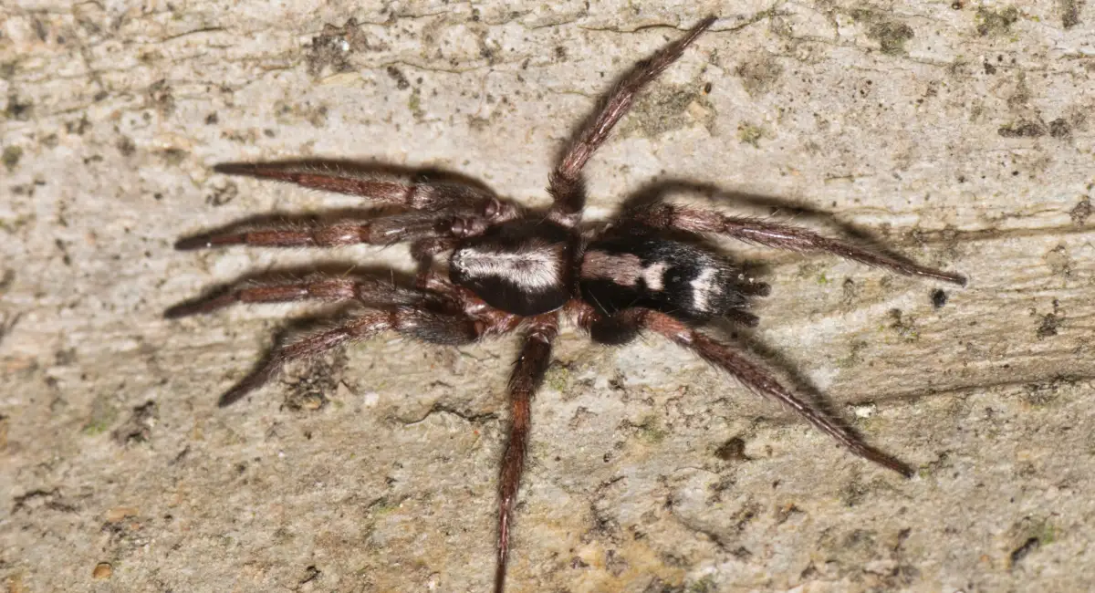 An eastern parson spider, with long legs, and a white mark on its abdomen