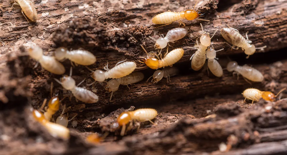 termites
