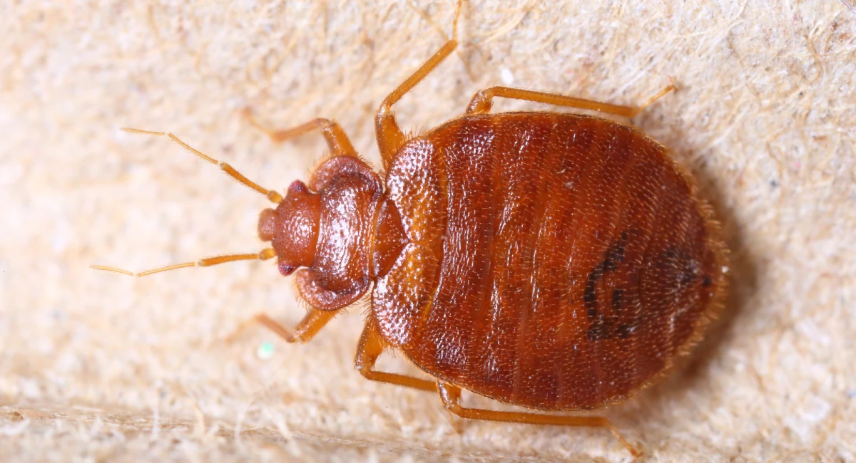 Bed bug close up