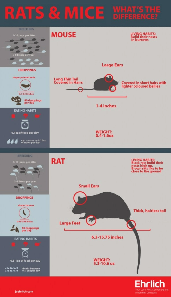 difference between rats and mice