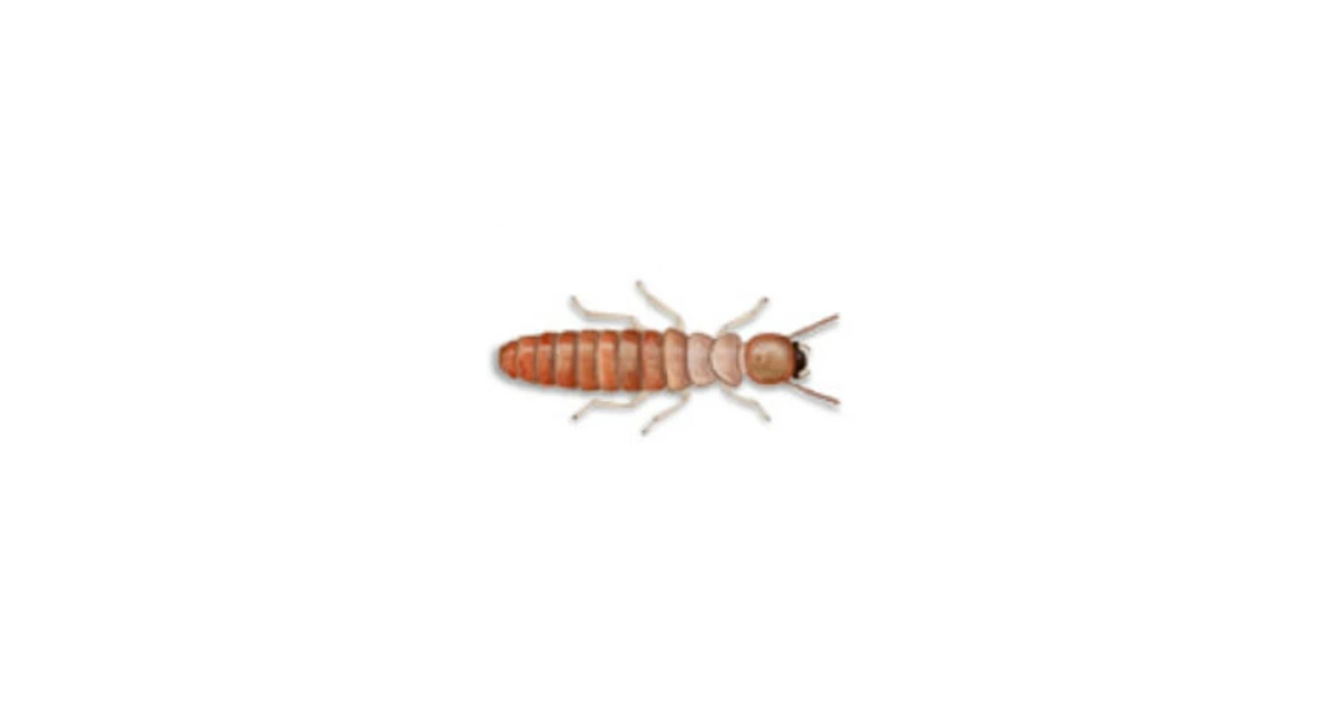 Termites Drywood