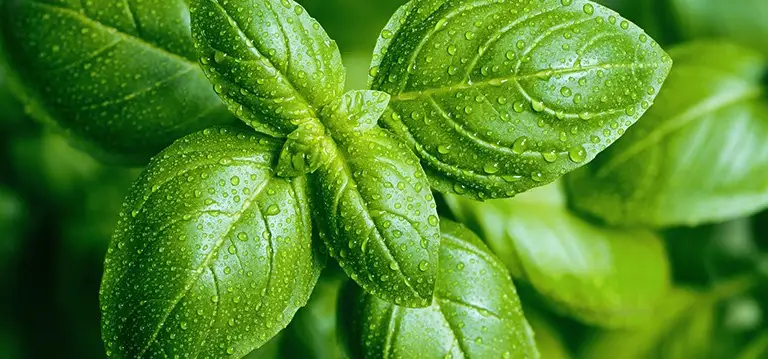 Basil: Wasp and bee repelling plant