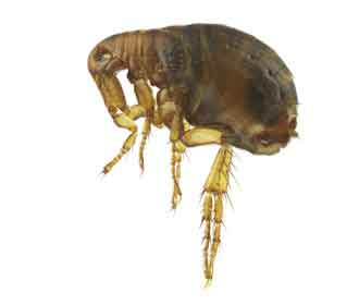 Dog Flea