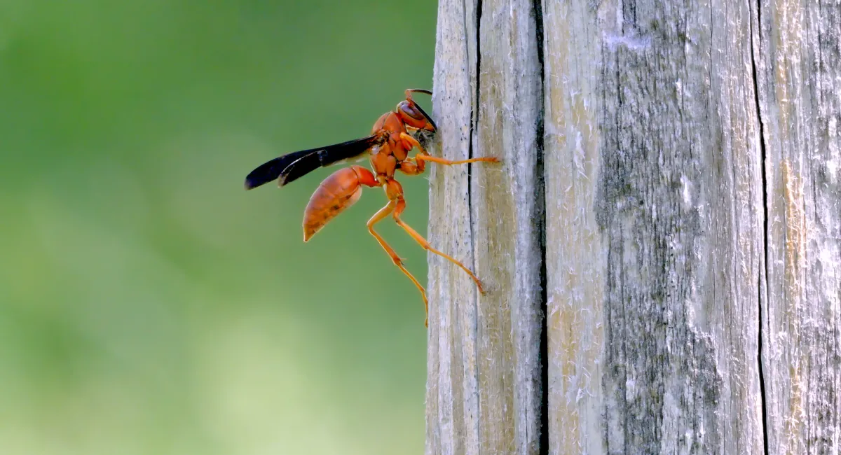 A red paper wasp on bark