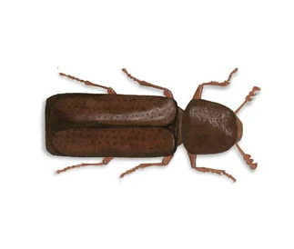 Lesser Grain Beetle