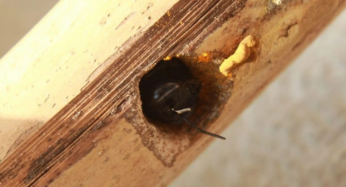Carpenter bee nest