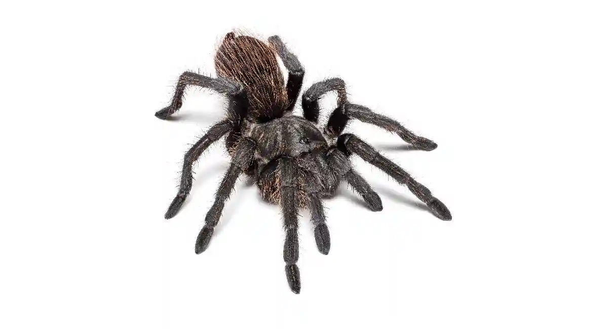 Tarantulas