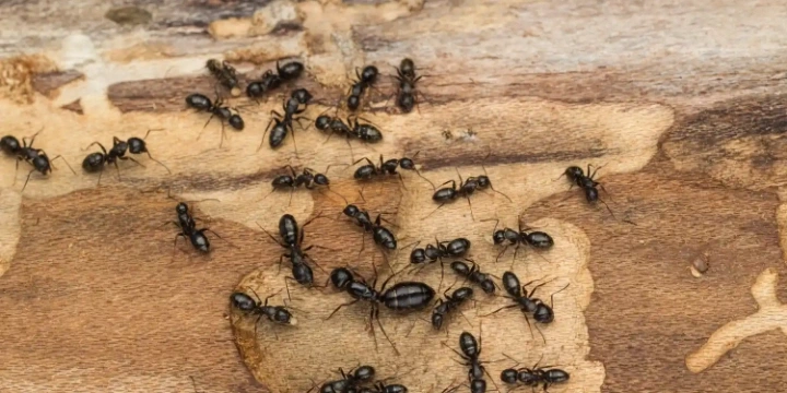 Colony of black ants with queen