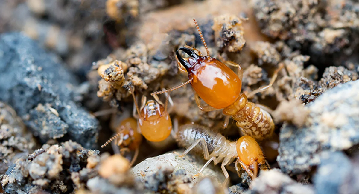 Formosan Termite subterranean worker