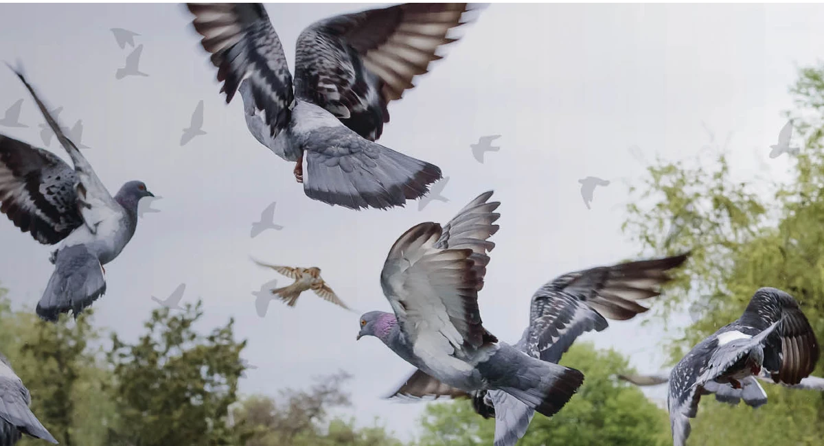 What you need to know about pest birds