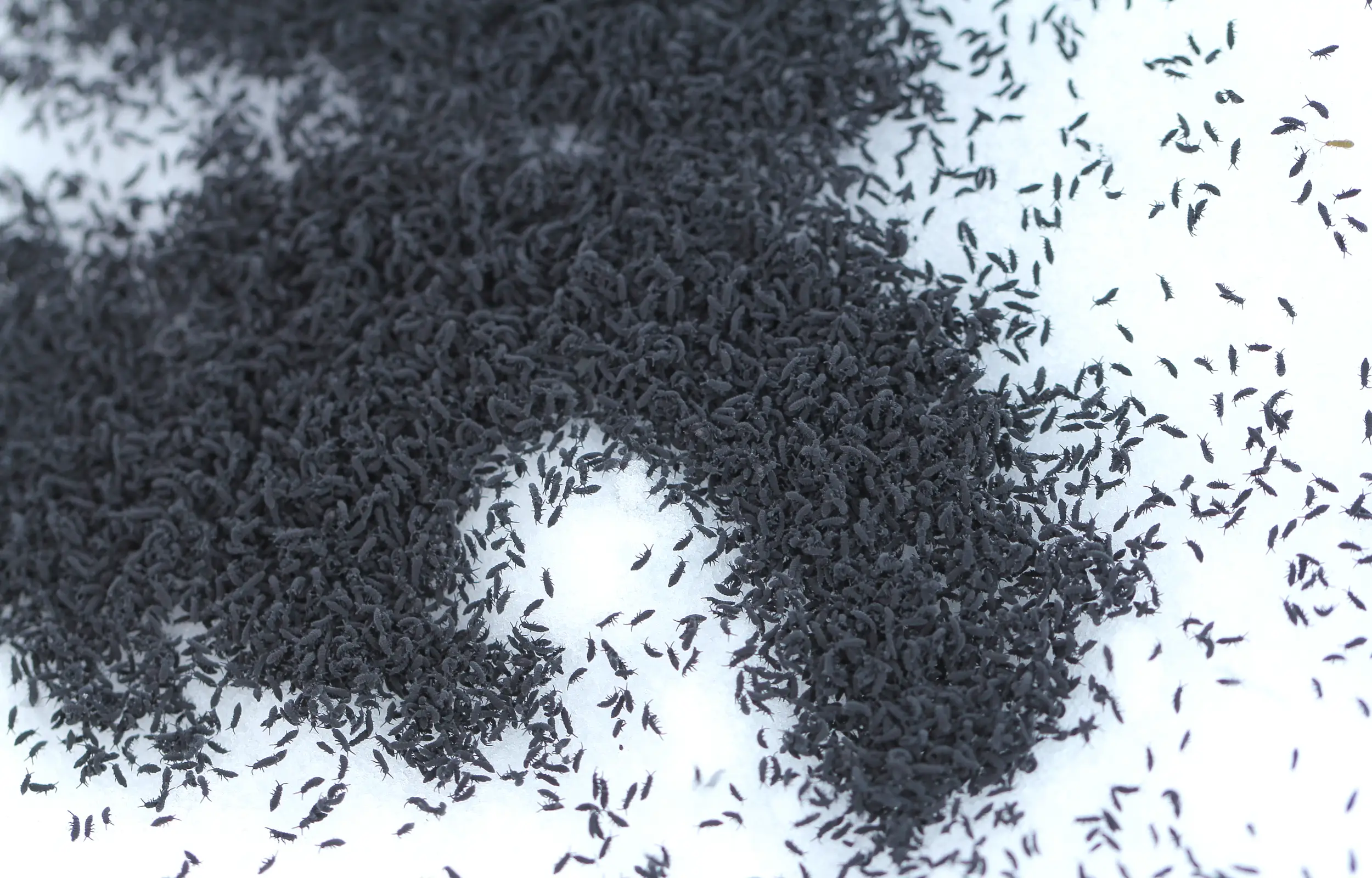 Swarm of snow fleas