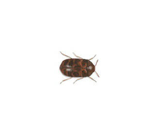 Warehouse Beetle