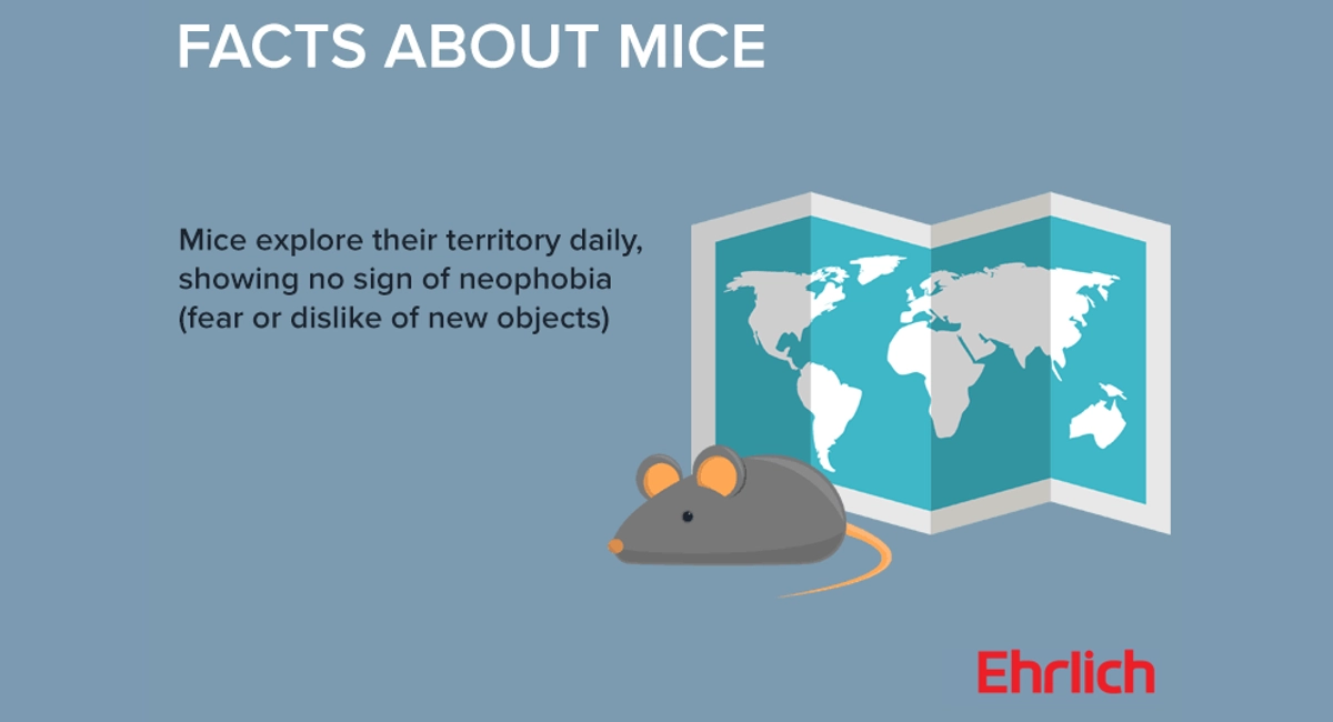 Facts about mice