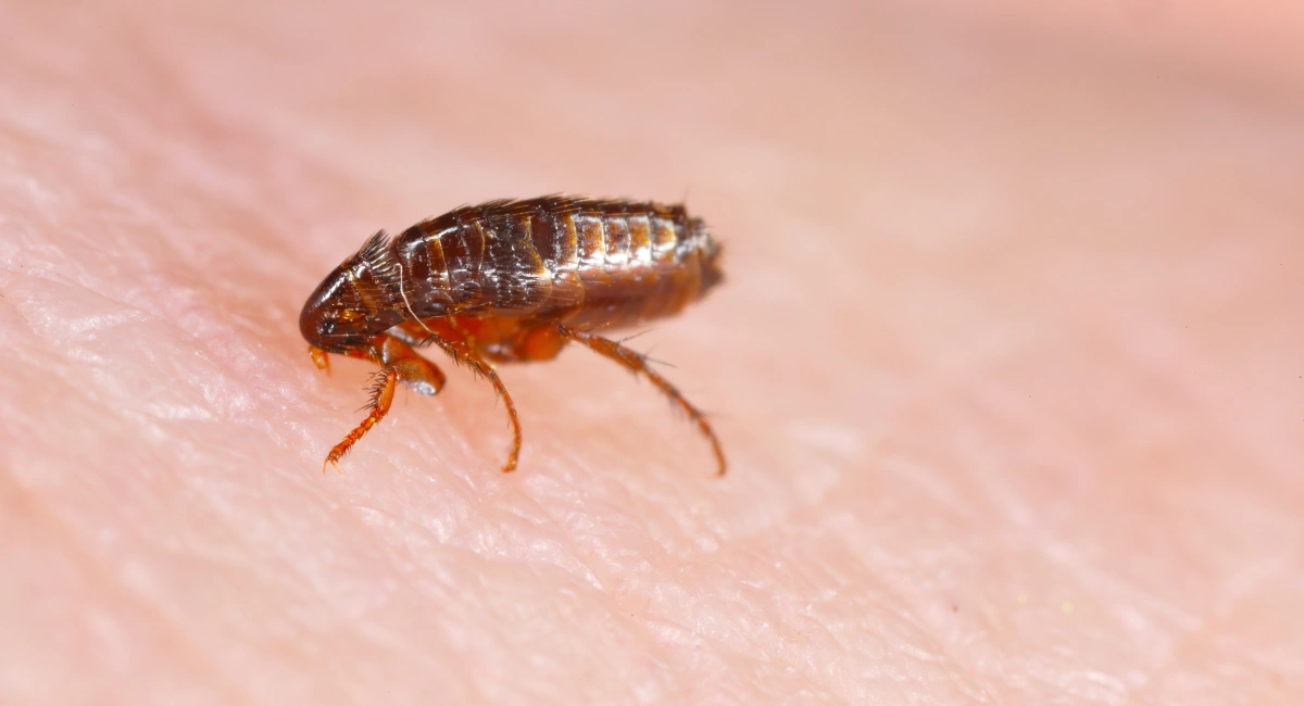 Close-up of a dog flea feeding on human skin