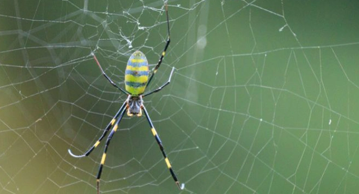 yellow, gray, and black Joro spider