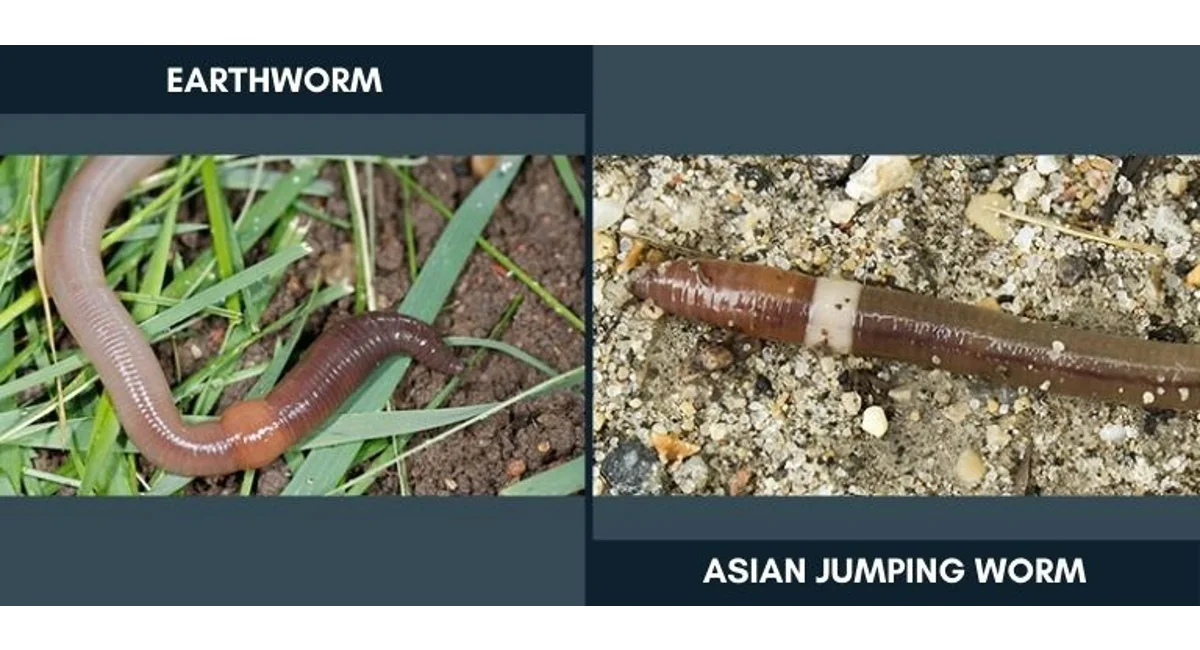 Side by side comparison of a lighter tan colored earthworm and a darker brown Asian jumping worm.