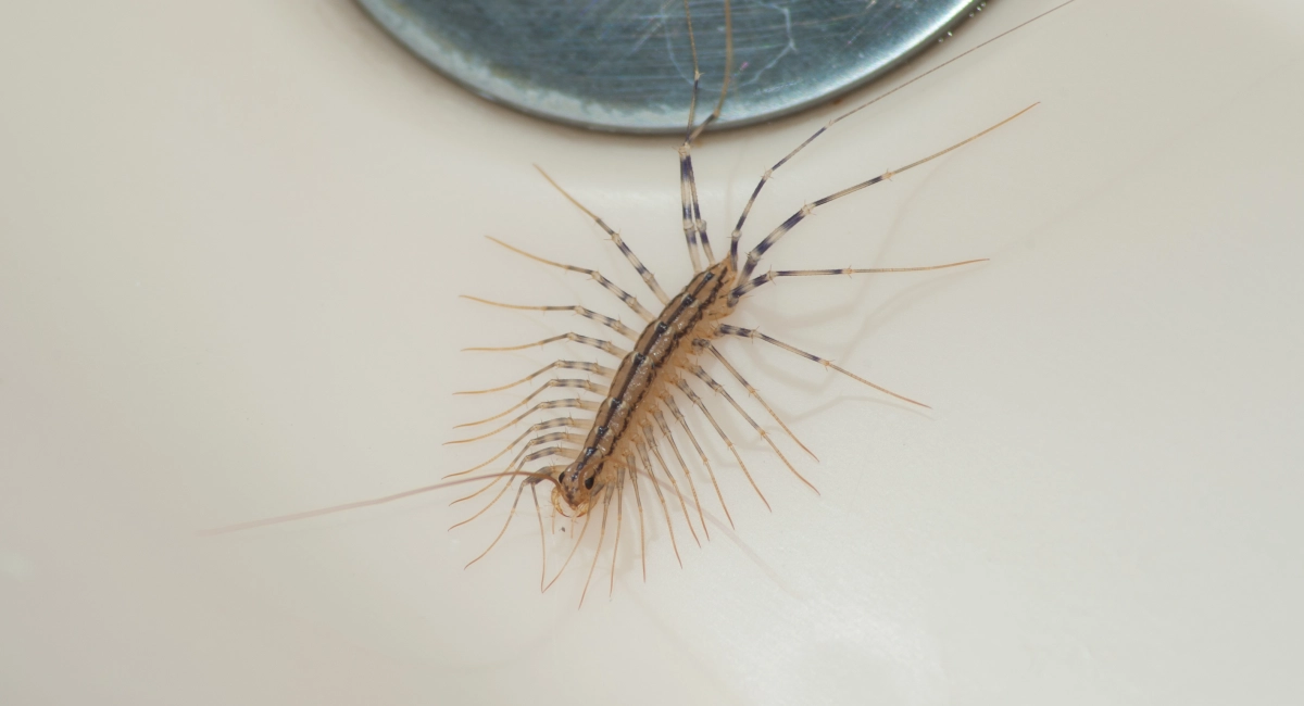 A house centipede (Scutigera coleoptrata) near a bathroom drain.