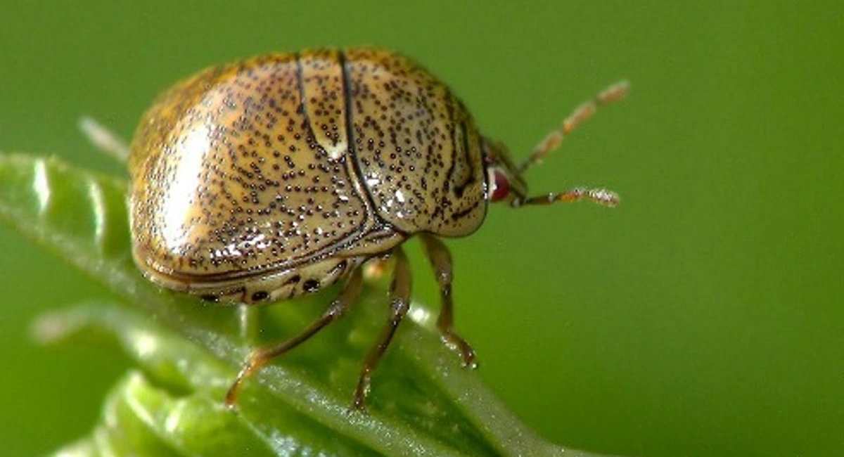 Kuzdu bug sitting on a plant