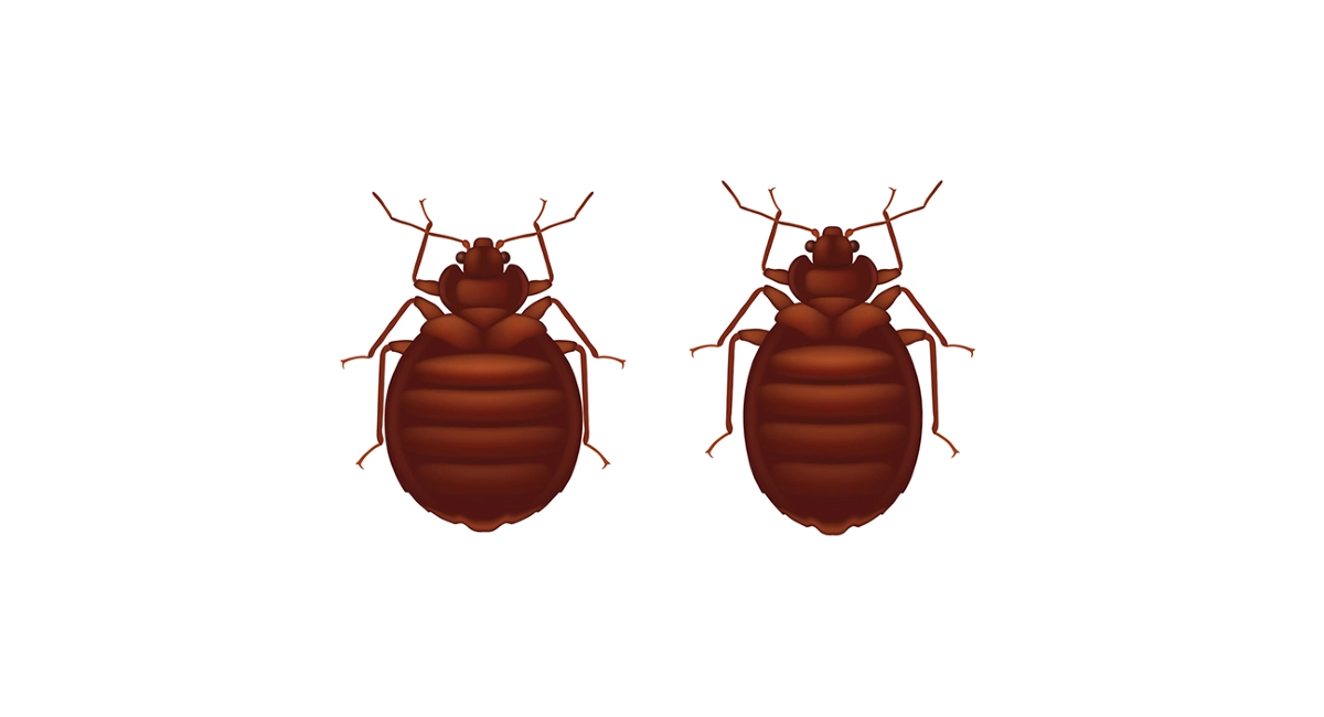 essential guide to bed bugs