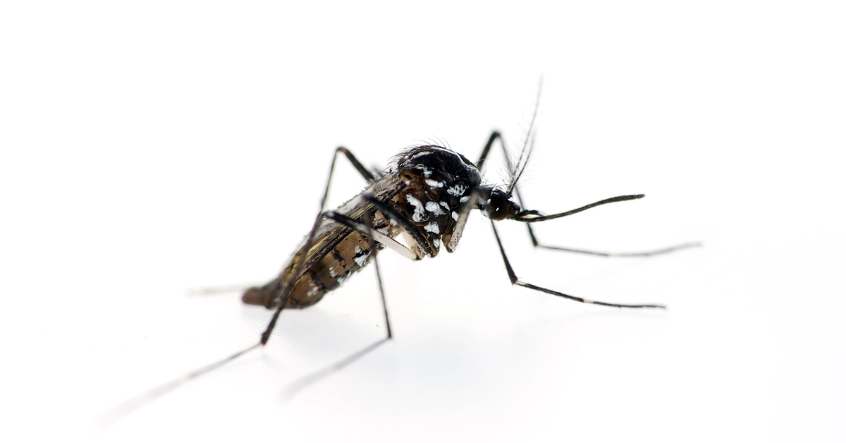 Asian Tiger mosquito