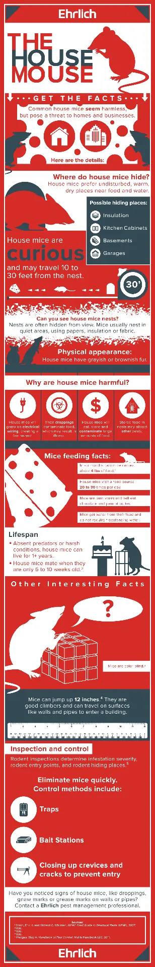 infographic about house mouse facts