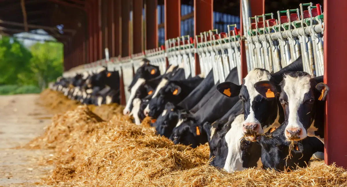 A row of cows in a cow shed graze on hay through barriers.