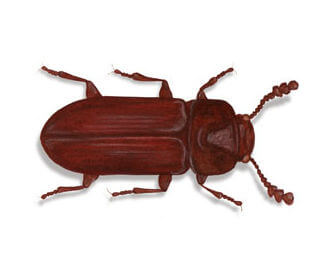 Rust-red Flour Beetle