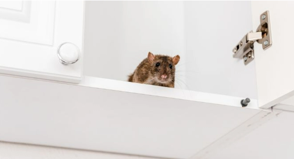 Tan colored mouse sitting on the shelf of a white cabinet looking out of the open cabinet door