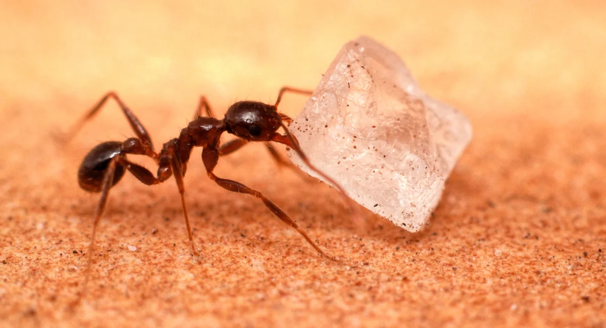 An ant with a sugar crystal