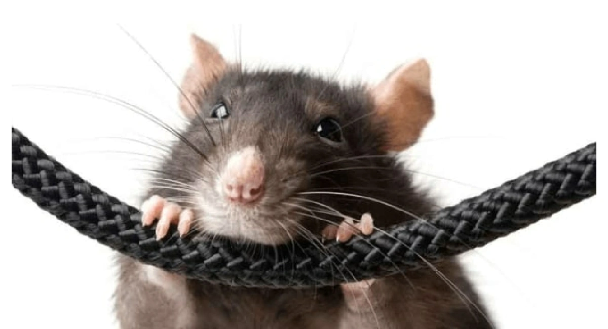 Foods that mice eat in your home