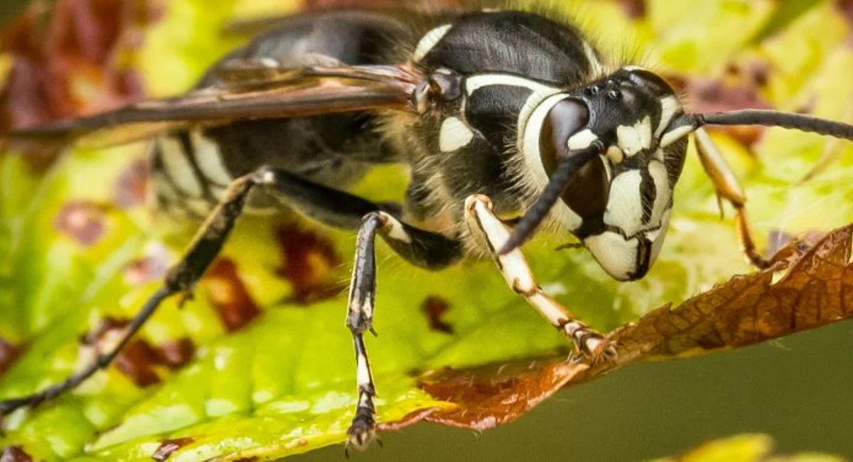 bald-faced hornet