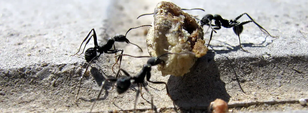 Ants carrying bread