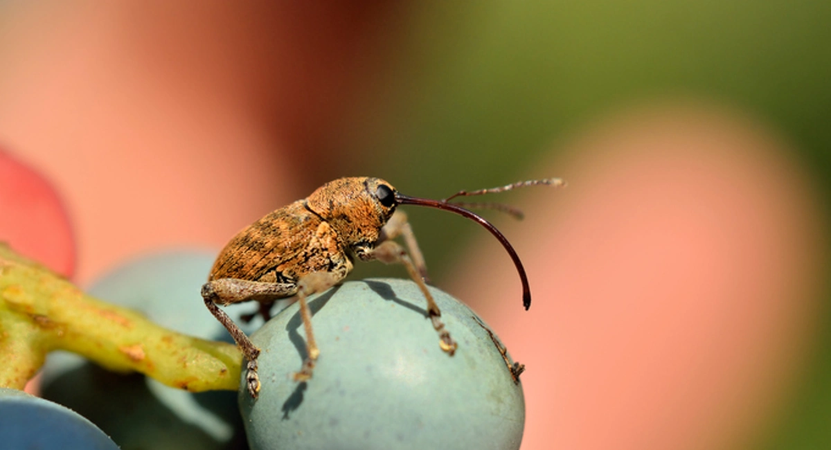 Acorn Weevil
