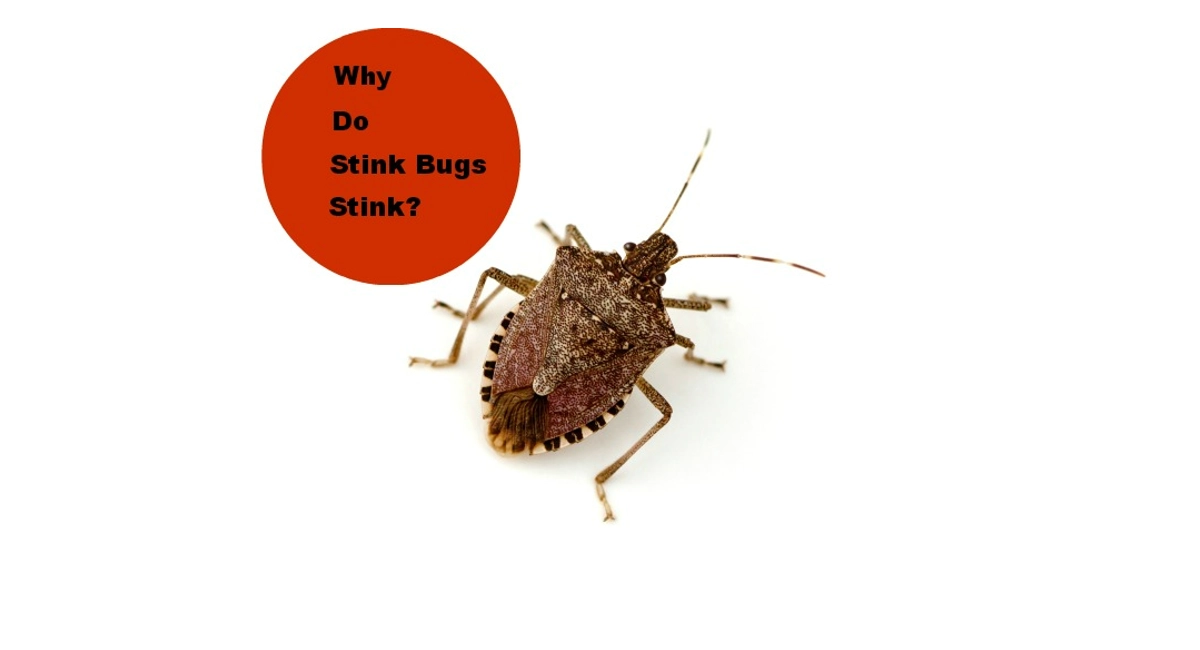 Why do stink bugs stink?