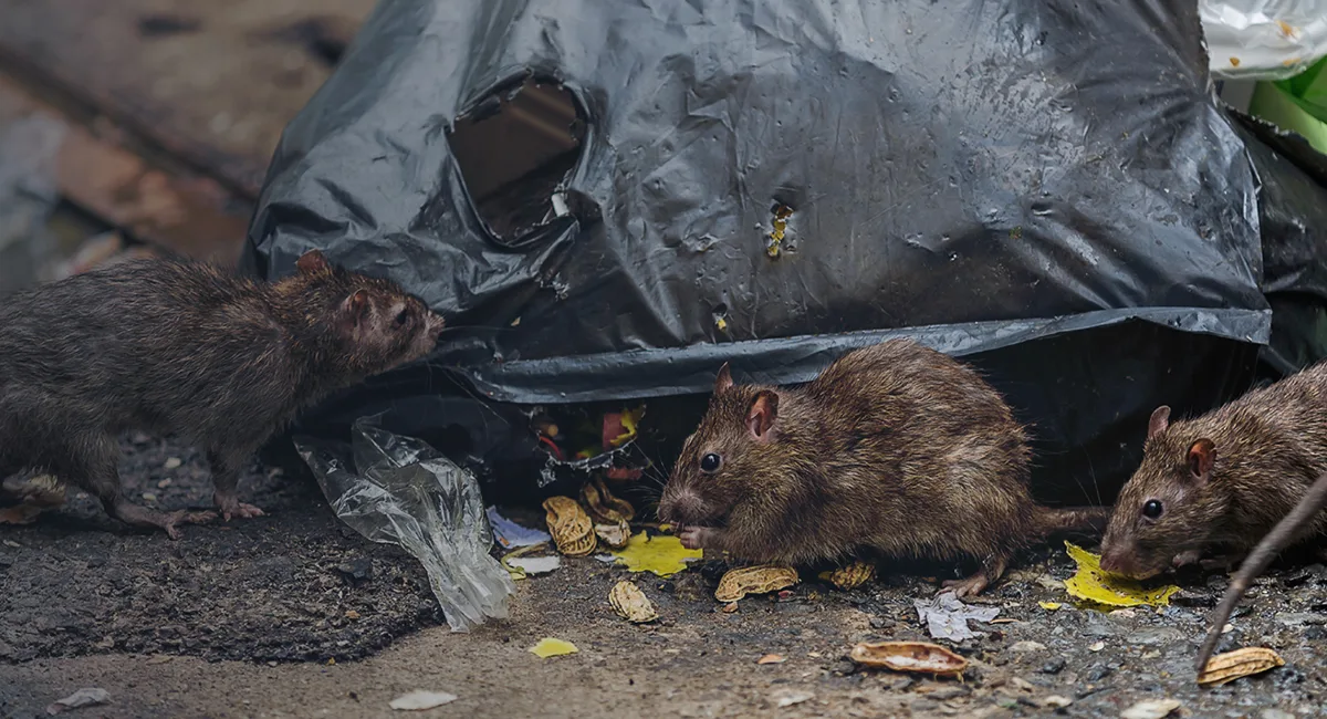 Three dirty mice eat debris next to each other eating out of trash