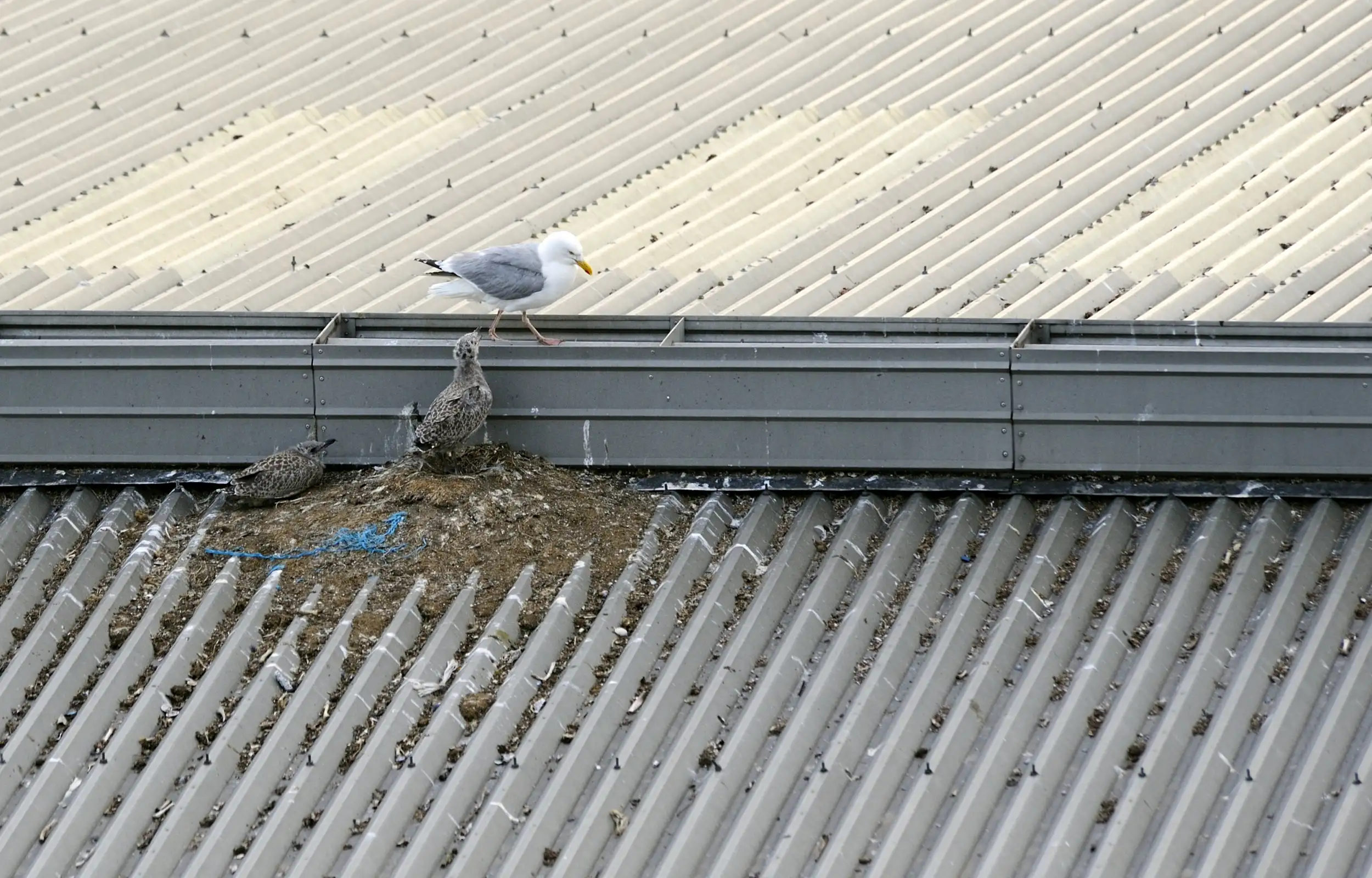 Seagulls nesting on an industrial warehouse roof
