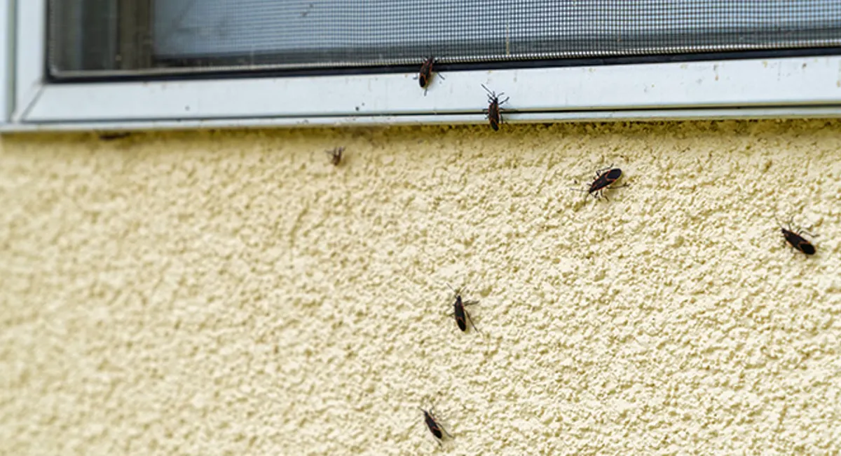Boxelder bugs