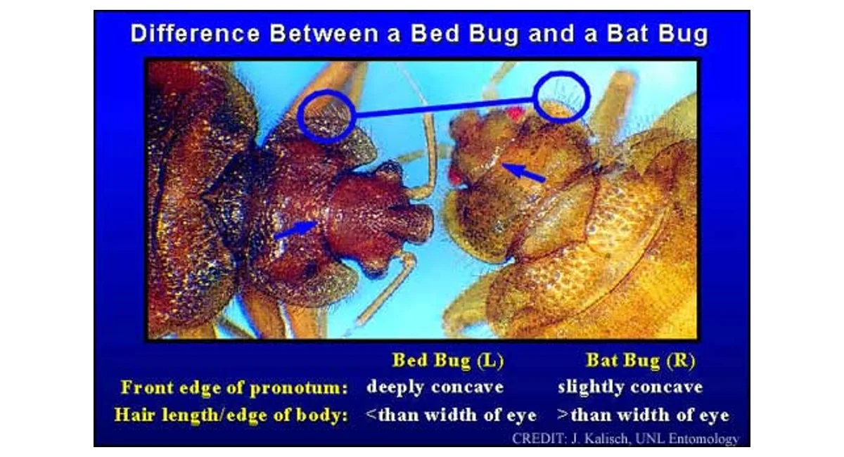 Differences between bed and bat bugs