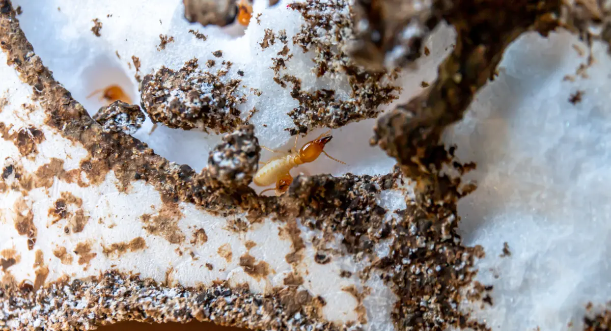 termites in snow