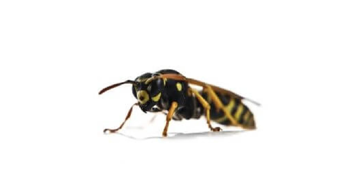 Wasp on a white background