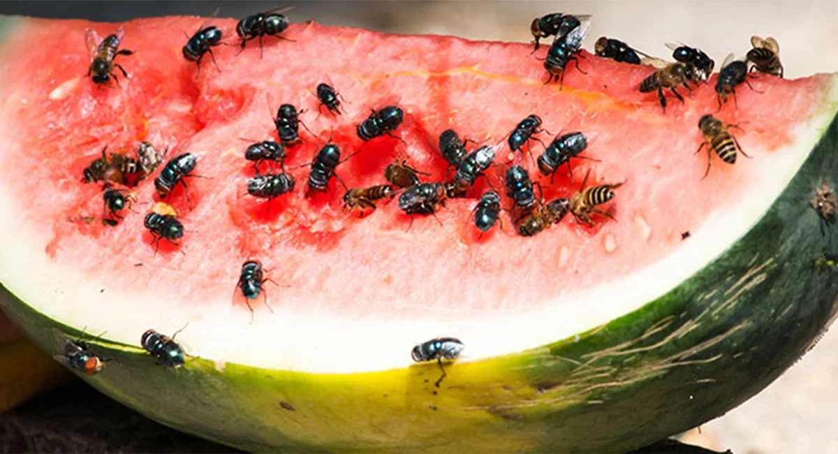 Flies sitting on watermelon