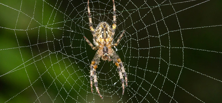 Spider on its web