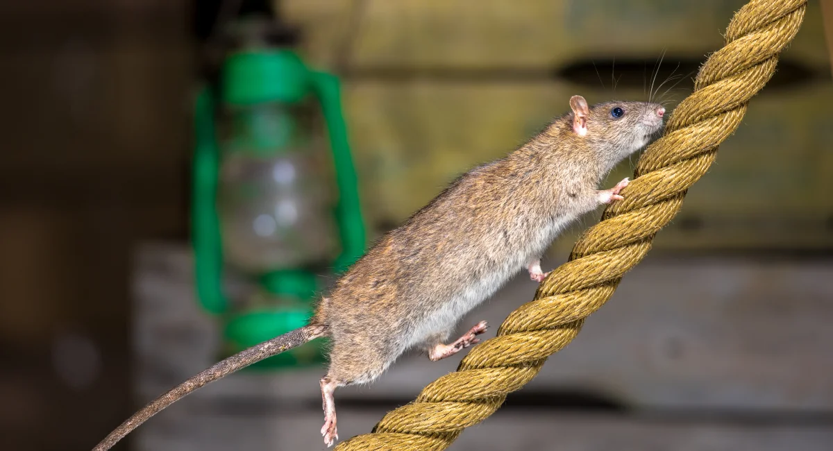 A rat running up a rope