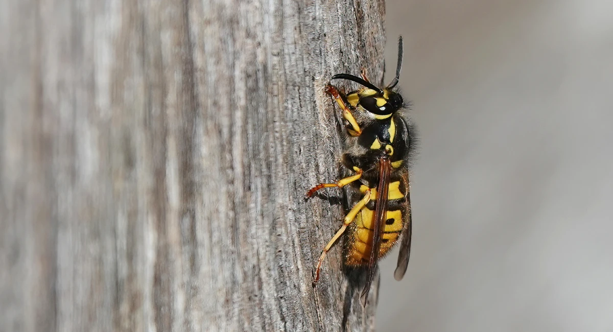 European & English yellow jacket wasps