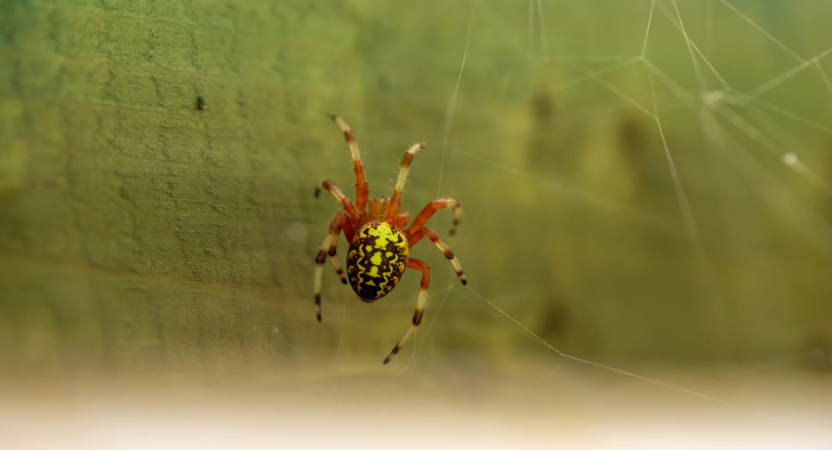 A marbled orb weaver, with a yellow abdomen and orange legs, in a web