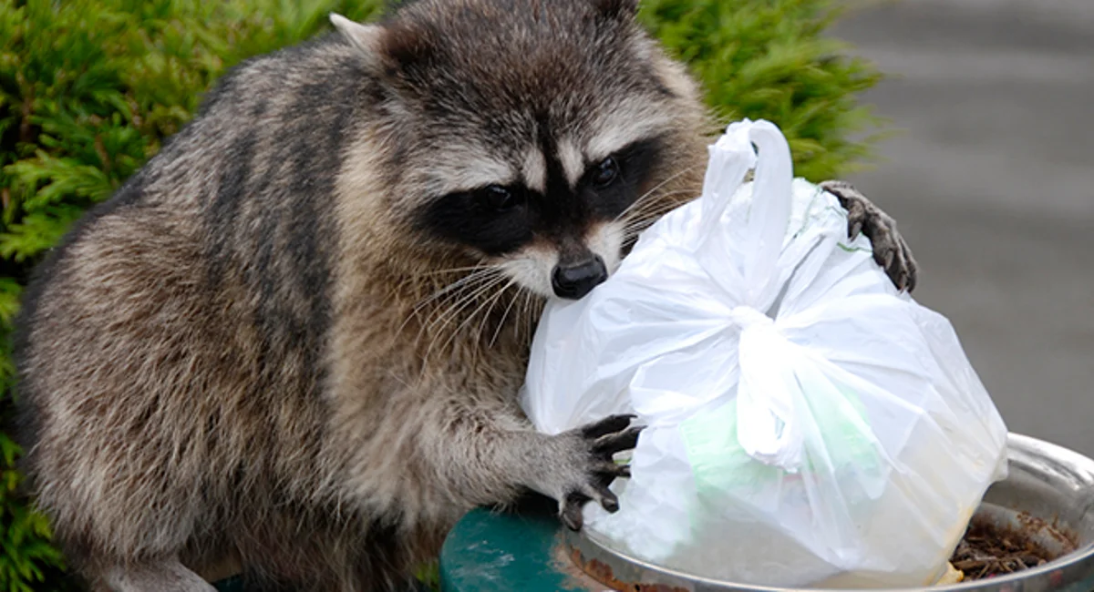 Raccoon stealing food from garbage