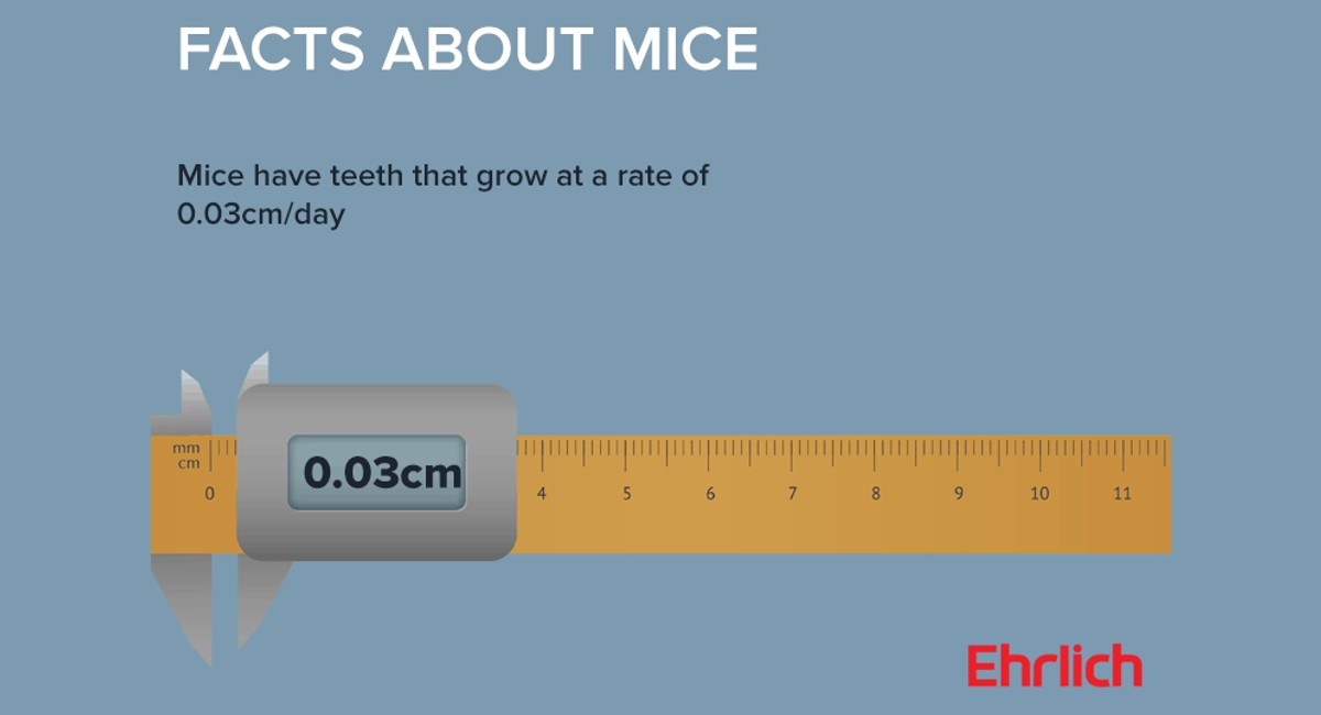 Facts about mice