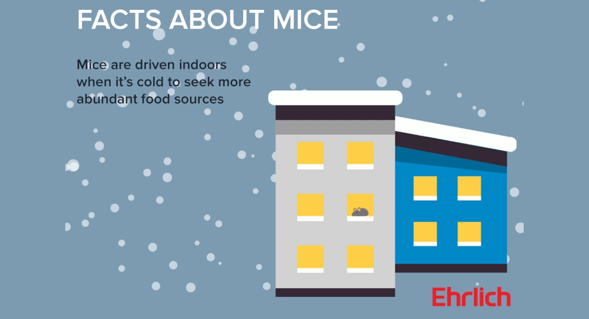 Facts about mice